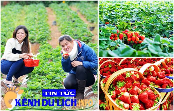 Vườn dâu Đà Lạt